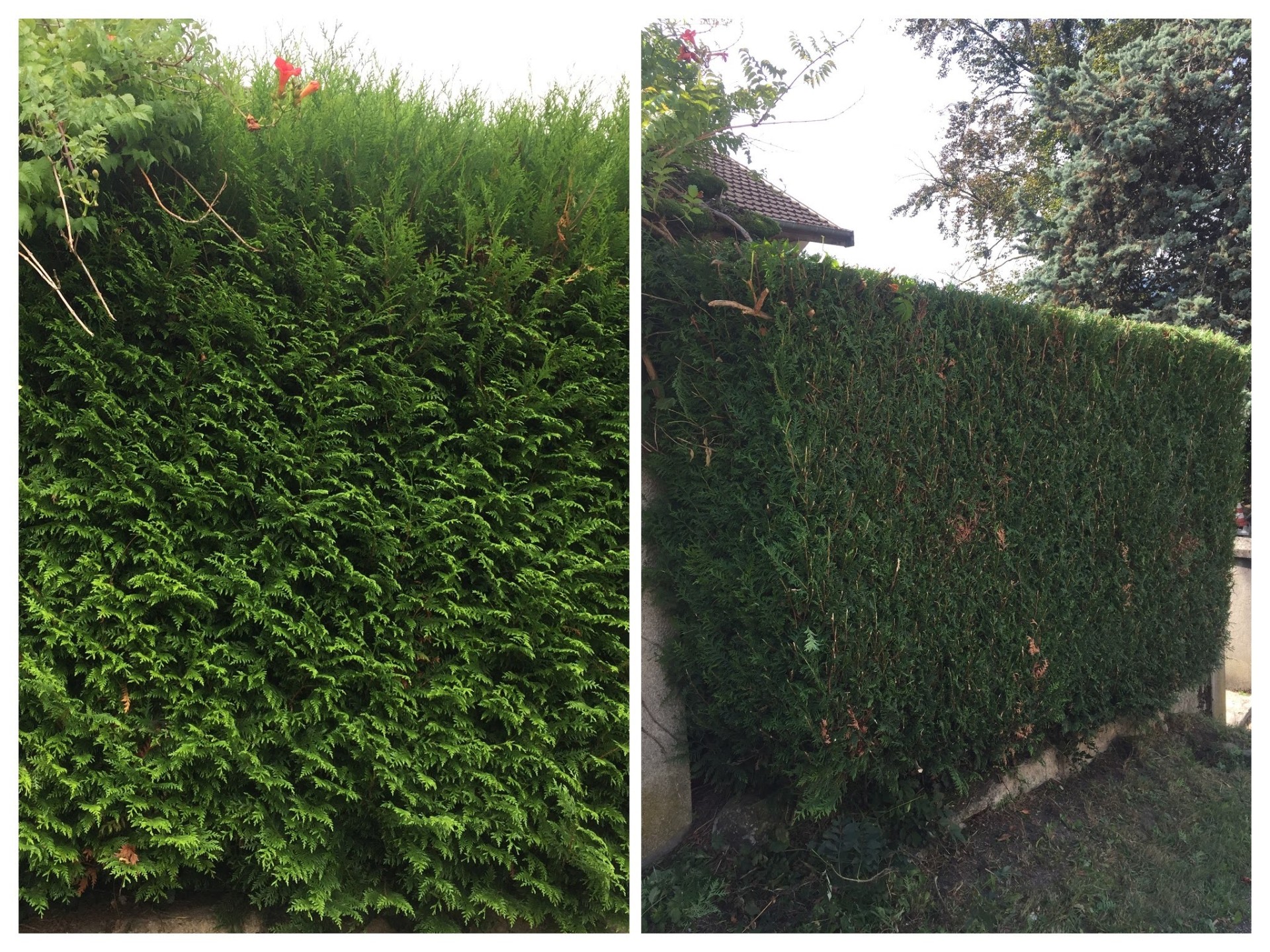 Taille de haie de thuyas, avant et après — entretien de jardin dans le Bugey